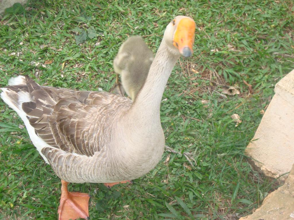 Hotel Fazenda Floresta Do Lago Socorro (Sao Paulo) Bagian luar foto