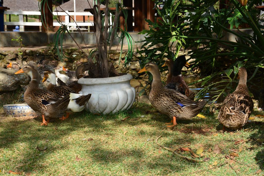 Hotel Fazenda Floresta Do Lago Socorro (Sao Paulo) Bagian luar foto